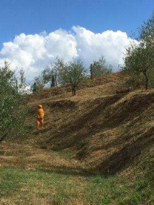 לינה וארוחת בוקר פאברו Il Casale Di Lavinia מראה חיצוני תמונה